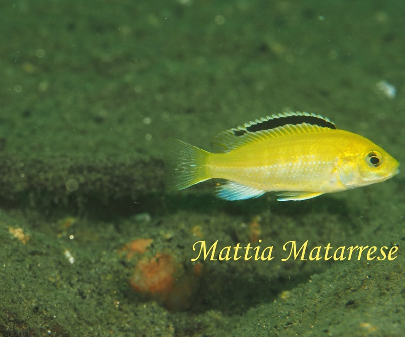 Labidochromis caeruleus 'Lion's Cove'